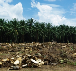 photo: Waste oil palm materials
